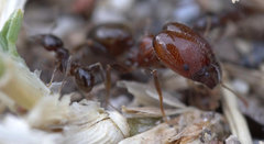 Pheidole capensis
