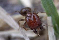 Pheidole capensis