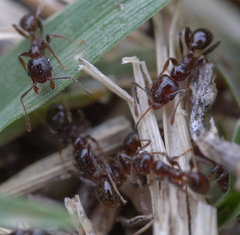 Pheidole capensis