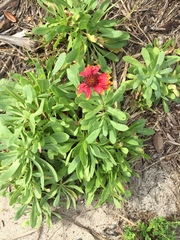Gaillardia pulchella image