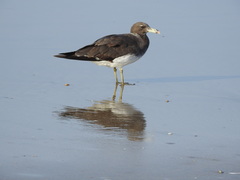 Ichthyaetus hemprichii