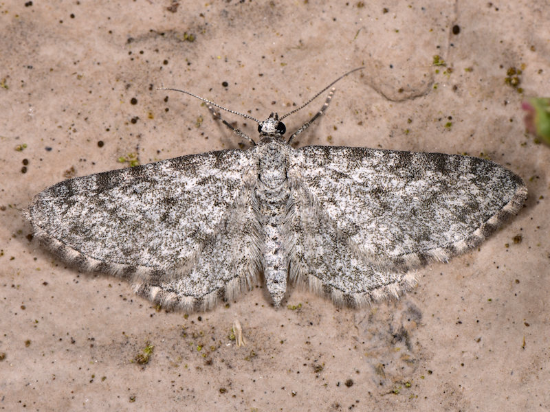 Eupithecia graphata