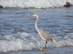 Egretta gularis