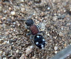 Macromyrme