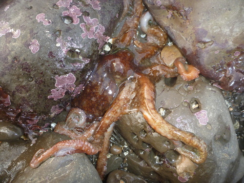 East Pacific Red Octopus