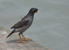 Acridotheres fuscus
