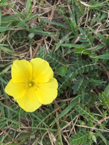 Tribulus cistoides image