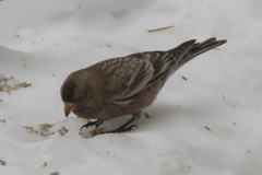 Leucosticte australis