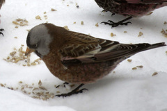 Leucosticte tephrocotis littoralis