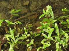 Tripogandra serrulata