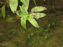 Tripogandra serrulata