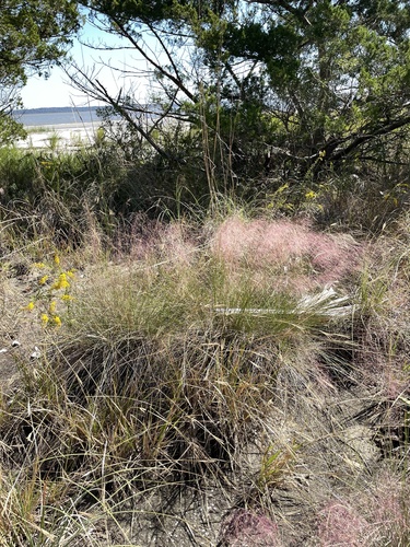 Gulfhairawn muhly (Muhlenbergia sericea)