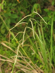 Paspalum virgatum