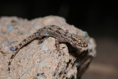 Thick-Tailed Tuberculated Gecko photo 4