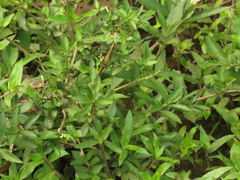 Hygrophila costata