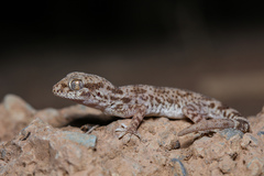 Thick-Tailed Tuberculated Gecko photo 2
