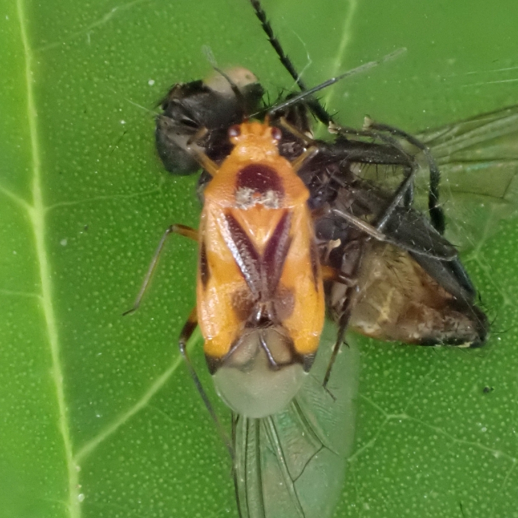 Ambracius dufouri