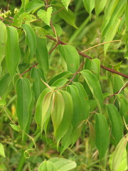 Miconia minutiflora