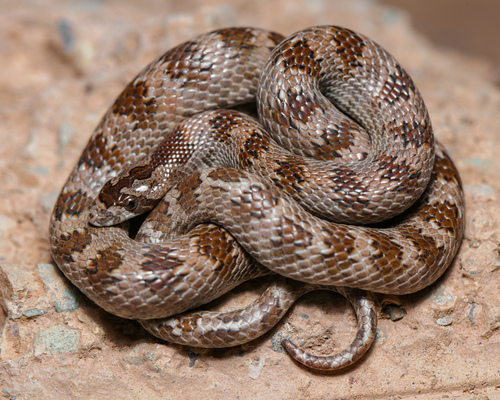Derafshi Snake, Lytorhynchus ridgewayi