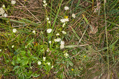 Astrantia minor