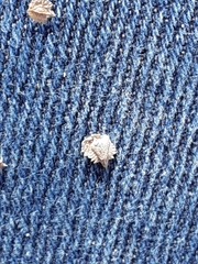 Atriplex matamorensis