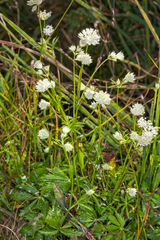 Astrantia minor