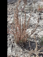 Atriplex matamorensis