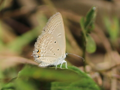 Euchrysops cnejus cnejus