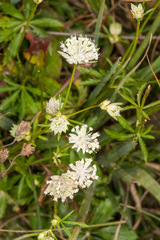 Astrantia minor