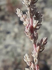 Atriplex matamorensis