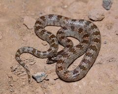 Derafshi Snake photo 4