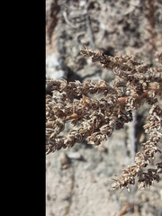 Atriplex matamorensis