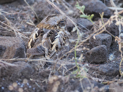 Caprimulgus clarus