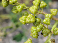 Ceanothus integerrimus macrothyrsus