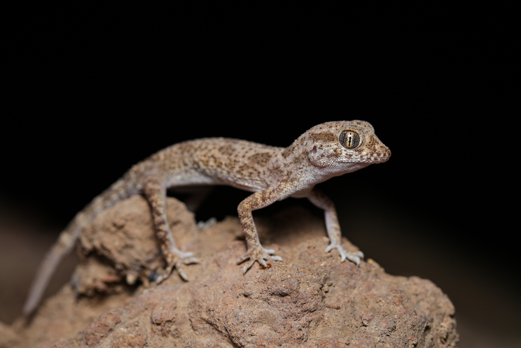 Thick-Tailed Tuberculated Gecko