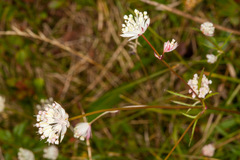 Astrantia minor
