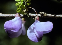 Poitea florida, photograph Matt Lavin, CC BY-SA, iNaturalist via GBIF