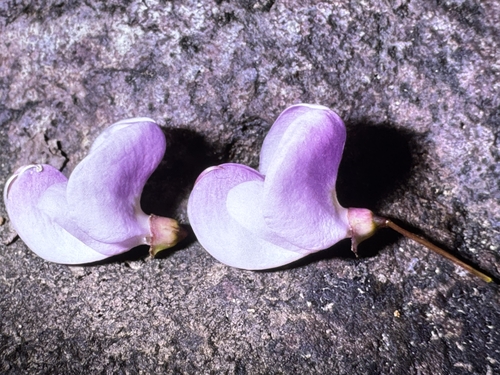 Poitea florida, photograph 6