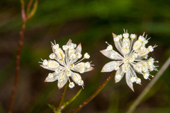 Astrantia minor