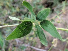 Ceanothus integerrimus macrothyrsus