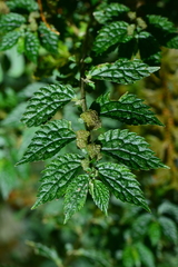 Elatostema parvum