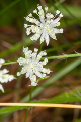 Astrantia minor
