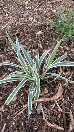 Carex oshimensis iNat (3)