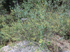Ceanothus integerrimus macrothyrsus