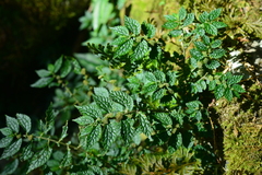 Elatostema parvum