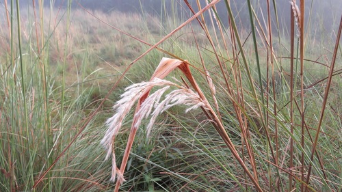 Saccharum angustifolium