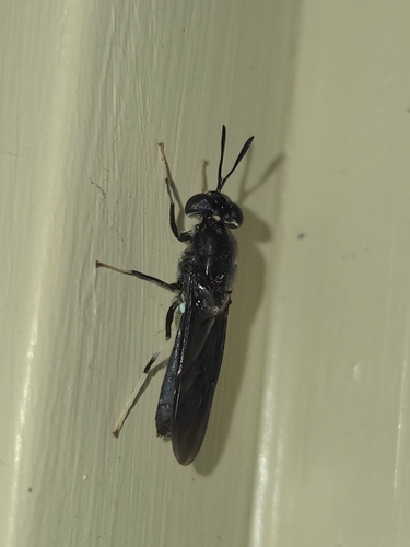 Unknown species found near Middletown, CT 06457, USA