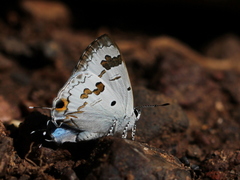 Hypolycaena othona