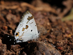 Hypolycaena othona