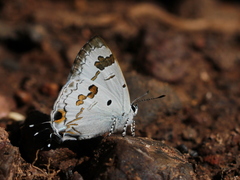 Hypolycaena othona